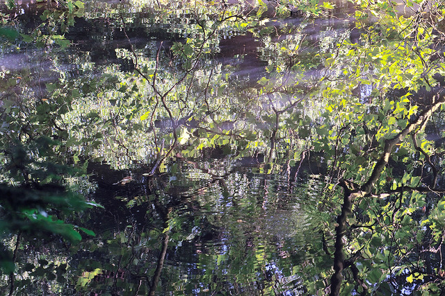 LA FORÊT DES SIGNES (P1) LA FORÊT DES SIGNES (P1)